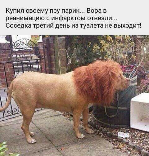 Купил своему псу парик Вора в реанимацию с инфарктом отвезли Соседка третий день из туалета не выходит
