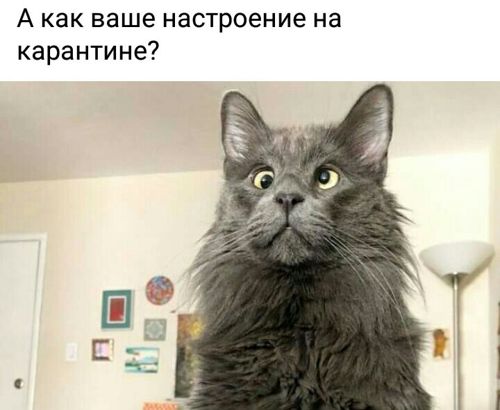 А как ваше настроение на карантине