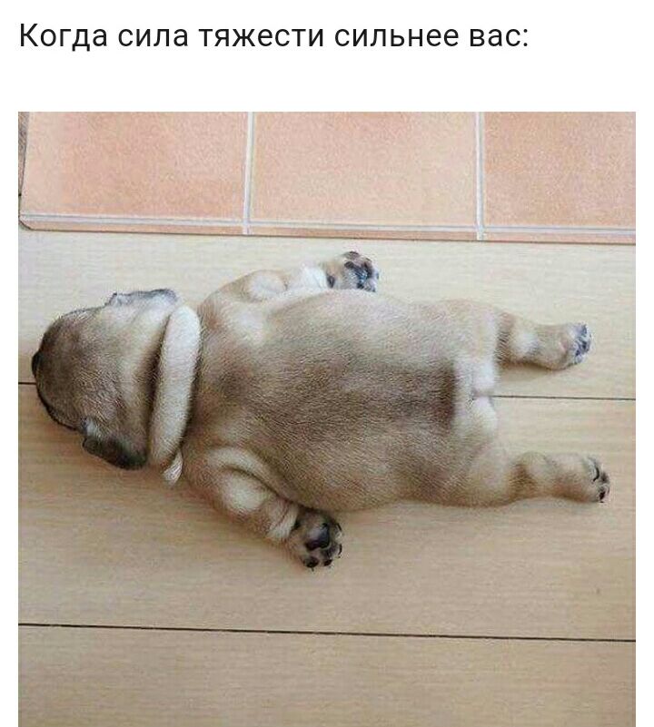 К гда СИЛд тяжести сильнее вас