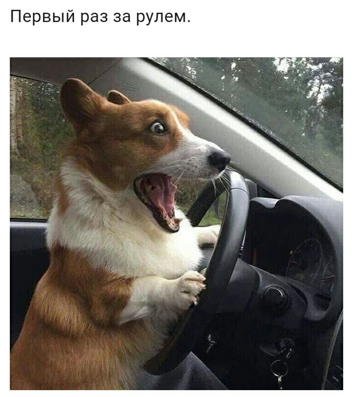 Первый раз за рулем