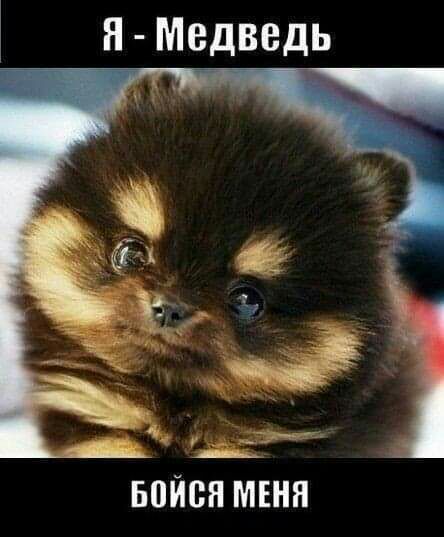 я Медведь БПЙВЯ МЕНЯ
