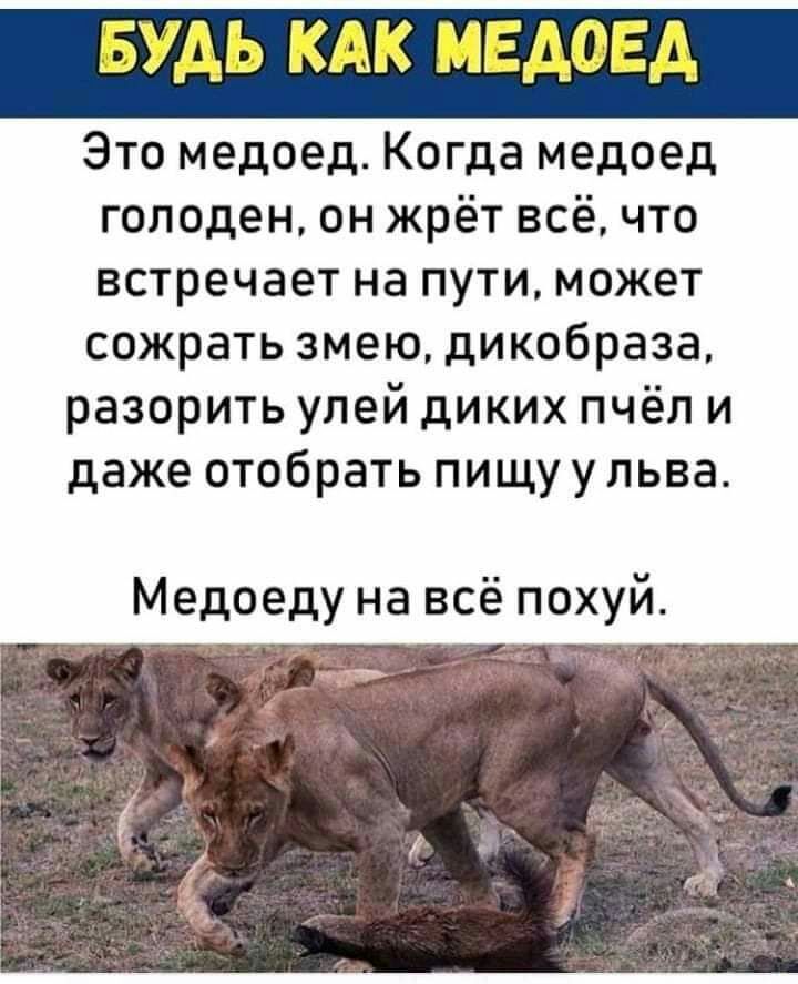 Это медоед Когда медоед голоден он жрёт всёчто встречает на пути может сожрать змею дикобраза разорить улей диких пчёл и даже отобрать пищу у льва Медоеду на всё похуй