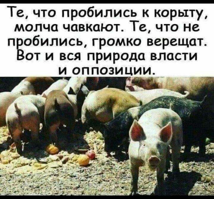 Те что пробились к корыту молча чавкают Те что не п обились громко верещат от и вся природа власти и оппозиции