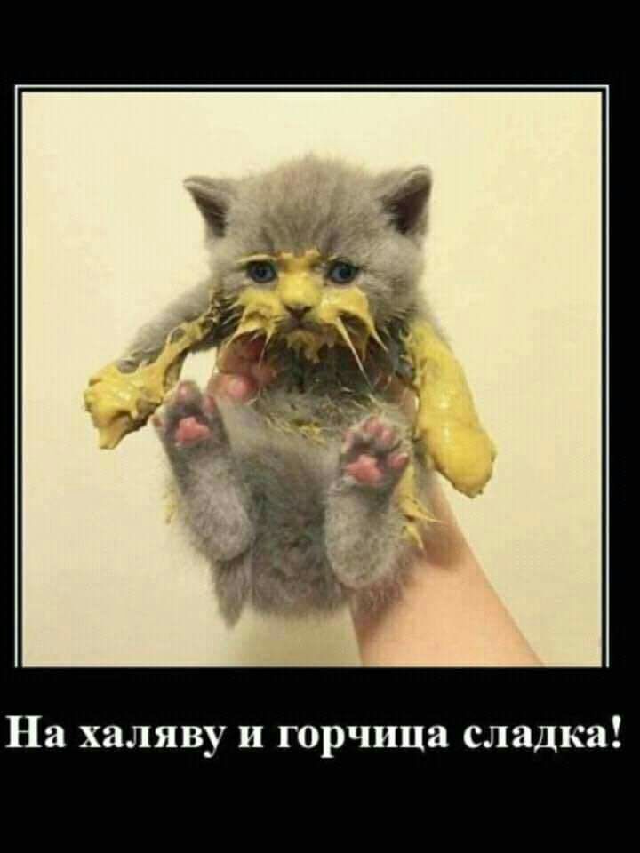 На халяву и горчица сладка