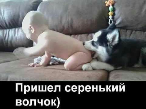Пришел серенький волчок