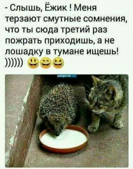 Слышь Ёжик Меня терзают смутные сомнения что ты сюда третий раз пожрать приходишь а не лошадку в тумане ищешь