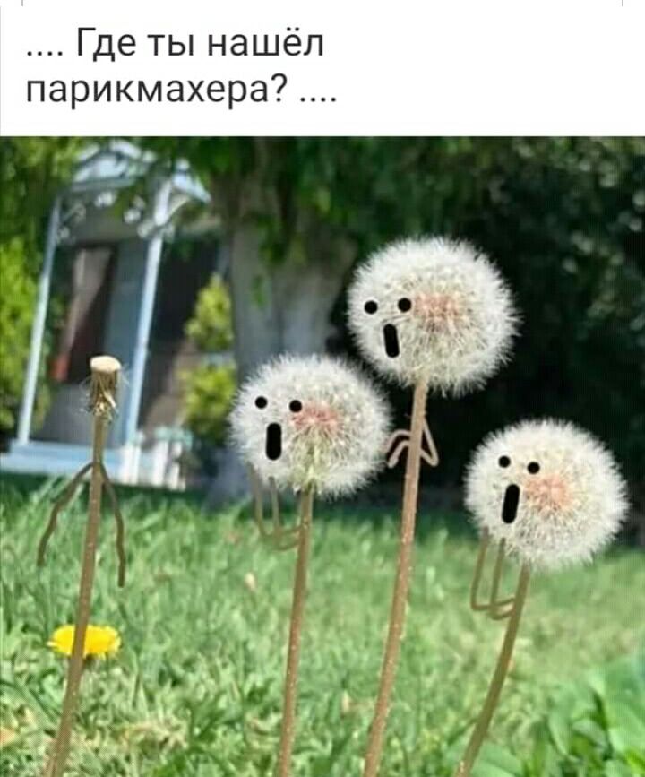 Где ты нашёл парикмахера