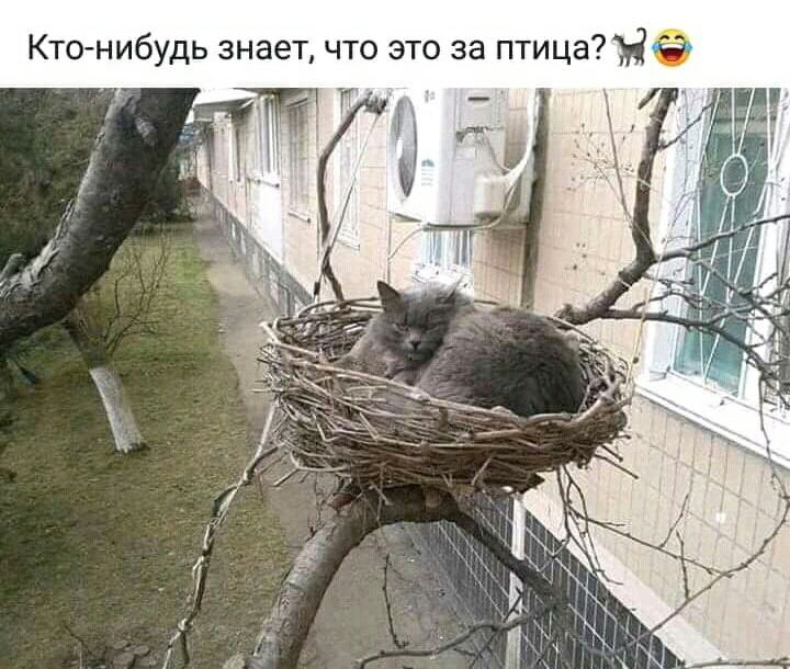 Кто нибудь знает что это за птицаДё