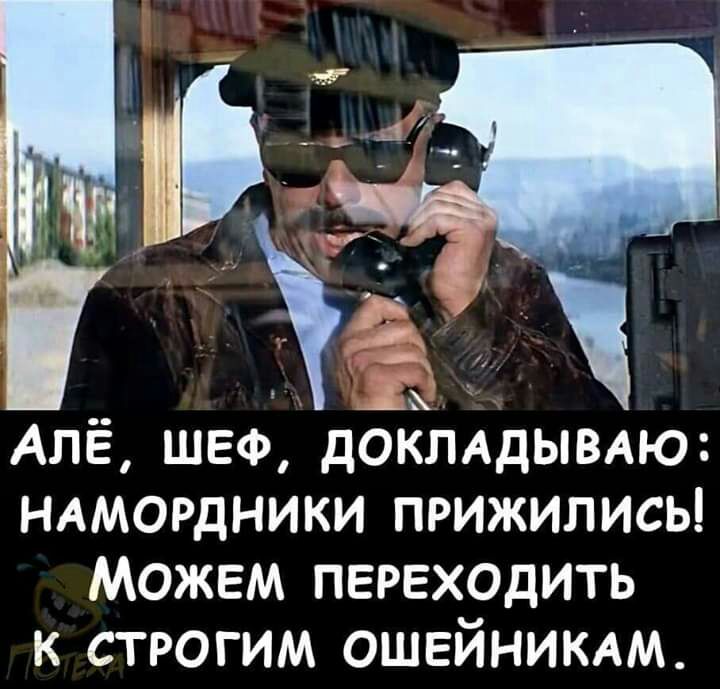 Алё шеф дОКЛАДЫВАЮ НАМОРДНИКИ прижились Можем переходить к строгим ОШЕЙНИКАМ