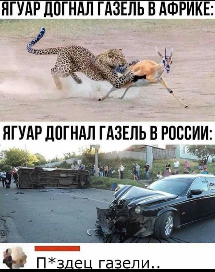 ЯГУАР ДОГНАЛ ГАЗЕЛЬ В АФРИКЕ Ё нм П3дец газели