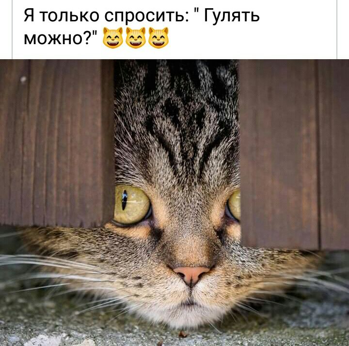 Я только спросить Гулять
