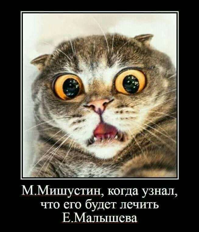 _ __ Щ ММЩСТИН когда узнал что его будет лечить ЕМальппева