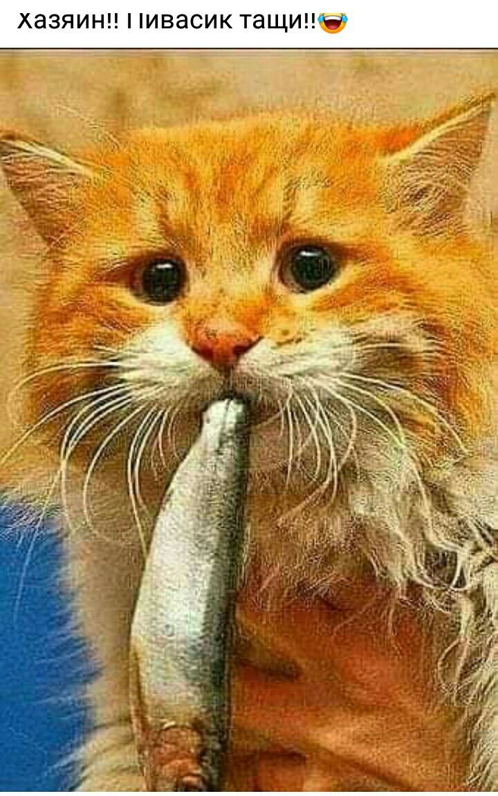 ХЭЗЯИН ИВЭСИК