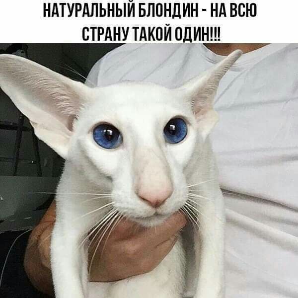 НАТУРАЛЬНЫЙ БЛПНДИН НА ВСЮ СТРАНУ ТАКОЙ ОДИН