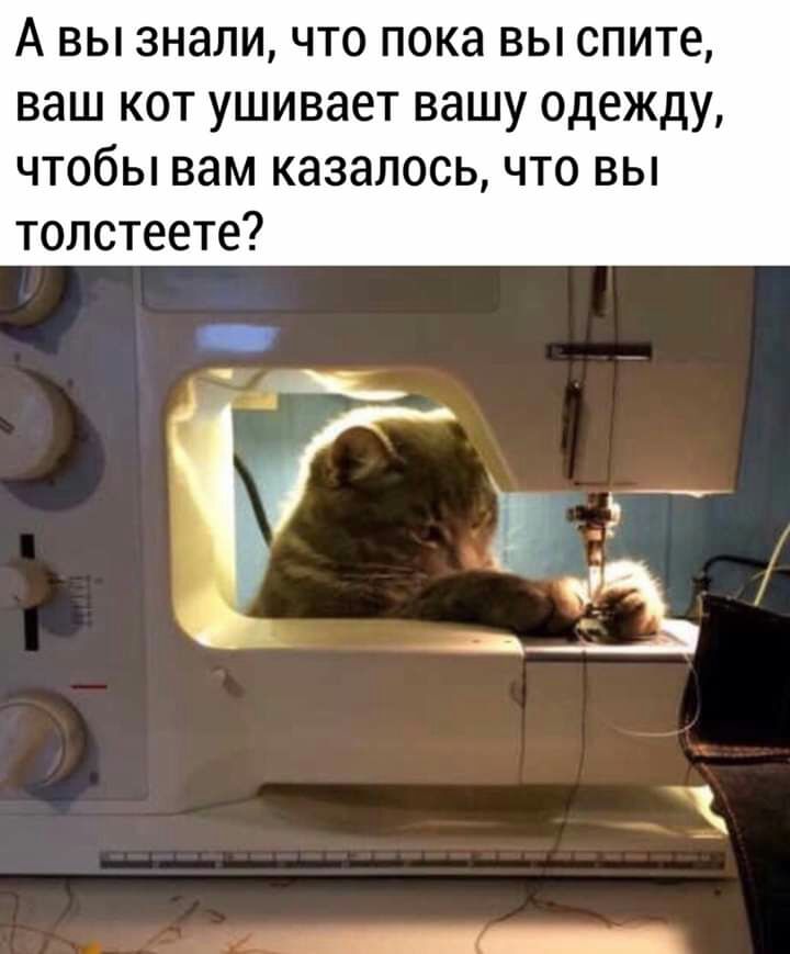 А вы знали что пока вы спите ваш кот ушивает вашу одежду чтобы вам казалось что вы толстеете