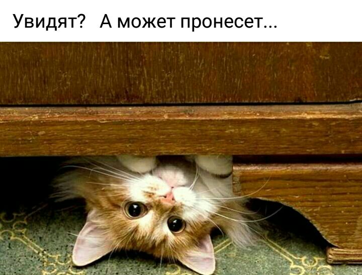Увидят А может пронесет