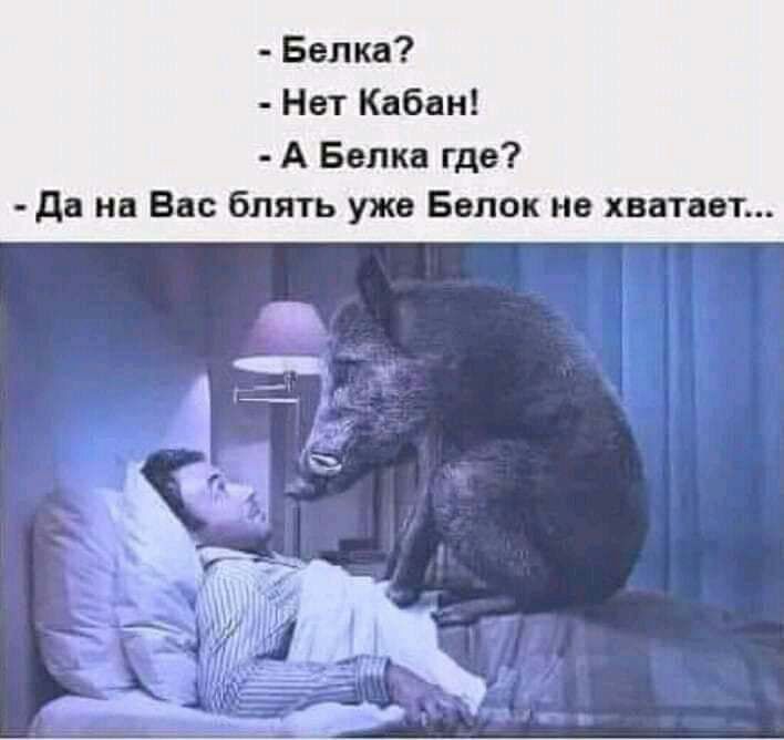 Белка Нет Кабан А Белка где да на Вас блять уже Белок не хватает