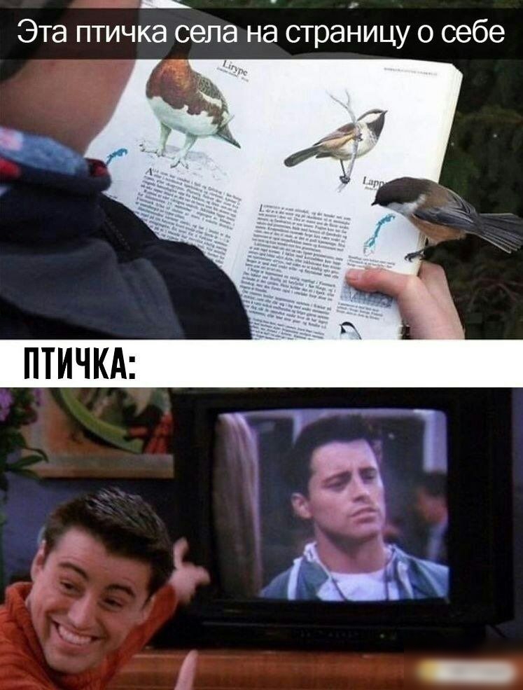 Эта птичка села на страницу о себе ПТИЧКА