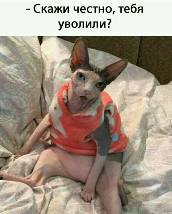 Скажи честно тебя уволили