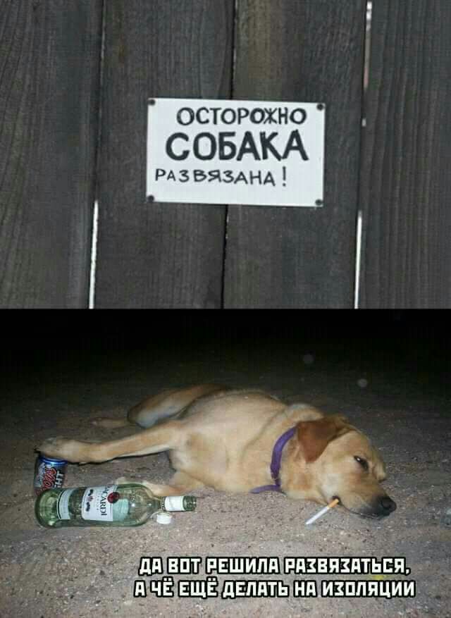 осторожно СОБАКА РАЪБЯЗАНА