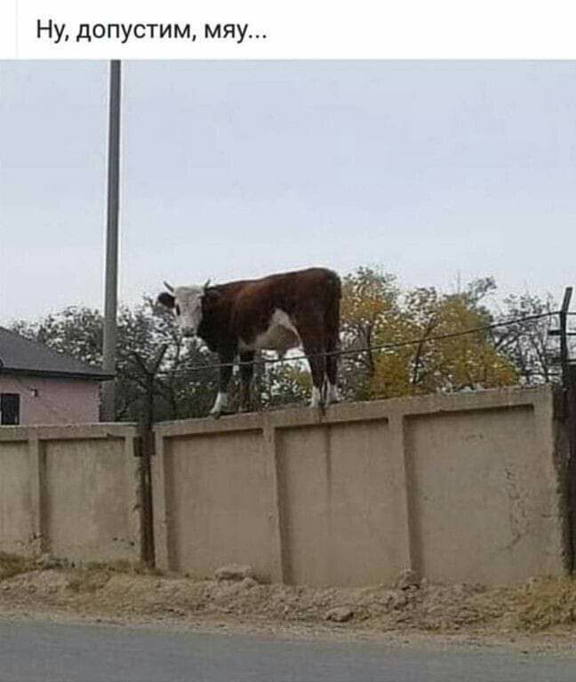 Ну допустим мяу