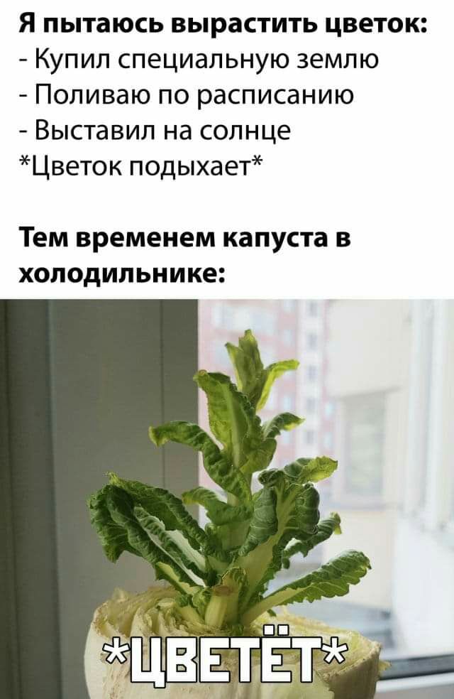 Я пытаюсь вырастить цветок Купил специальную землю Поливаю по расписанию Выставил на солнце Цветок подыхает Тем временем капуста в холодильнике