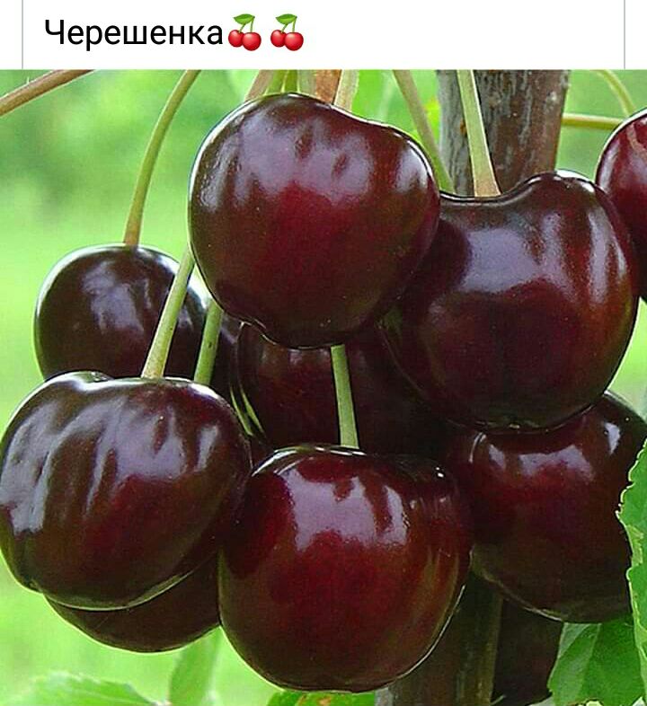Черешенкаё