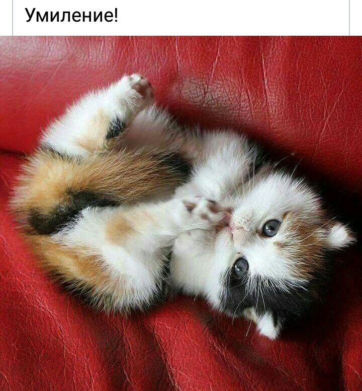 Умиление