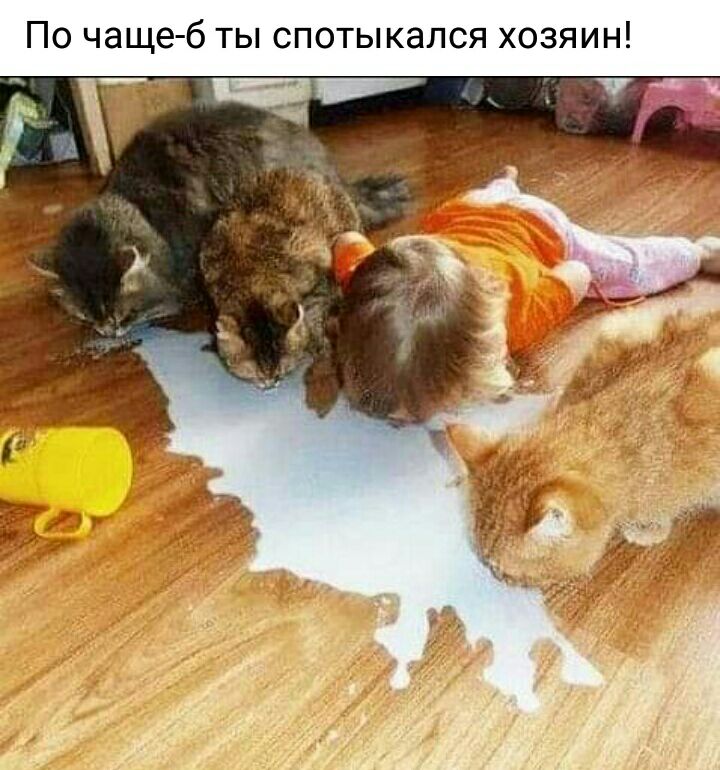 По чащеб ты спотыкался хозяин