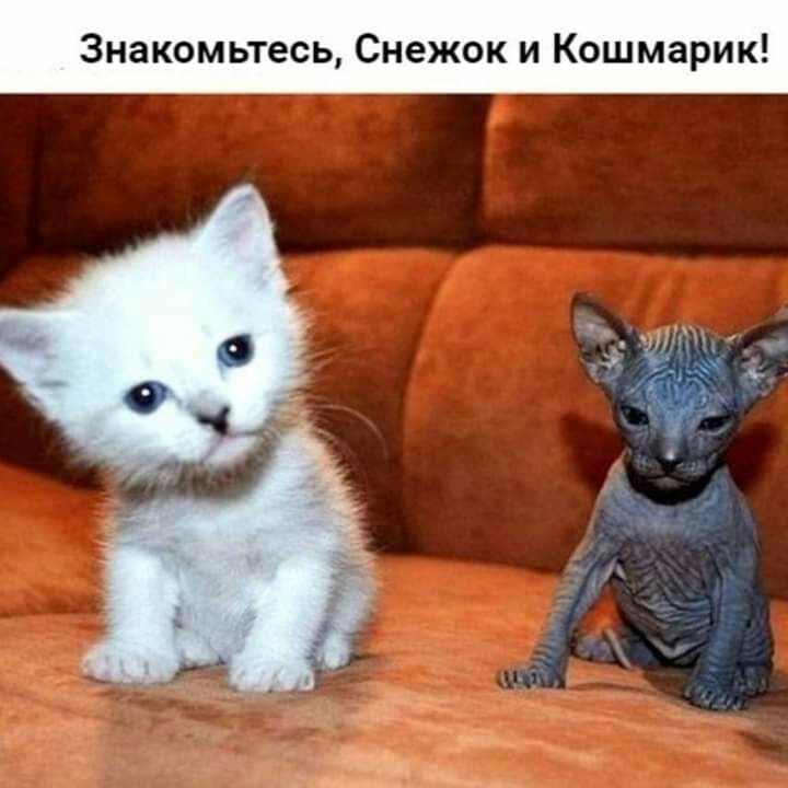 Знакомьтесь Снежок и Кошмарик