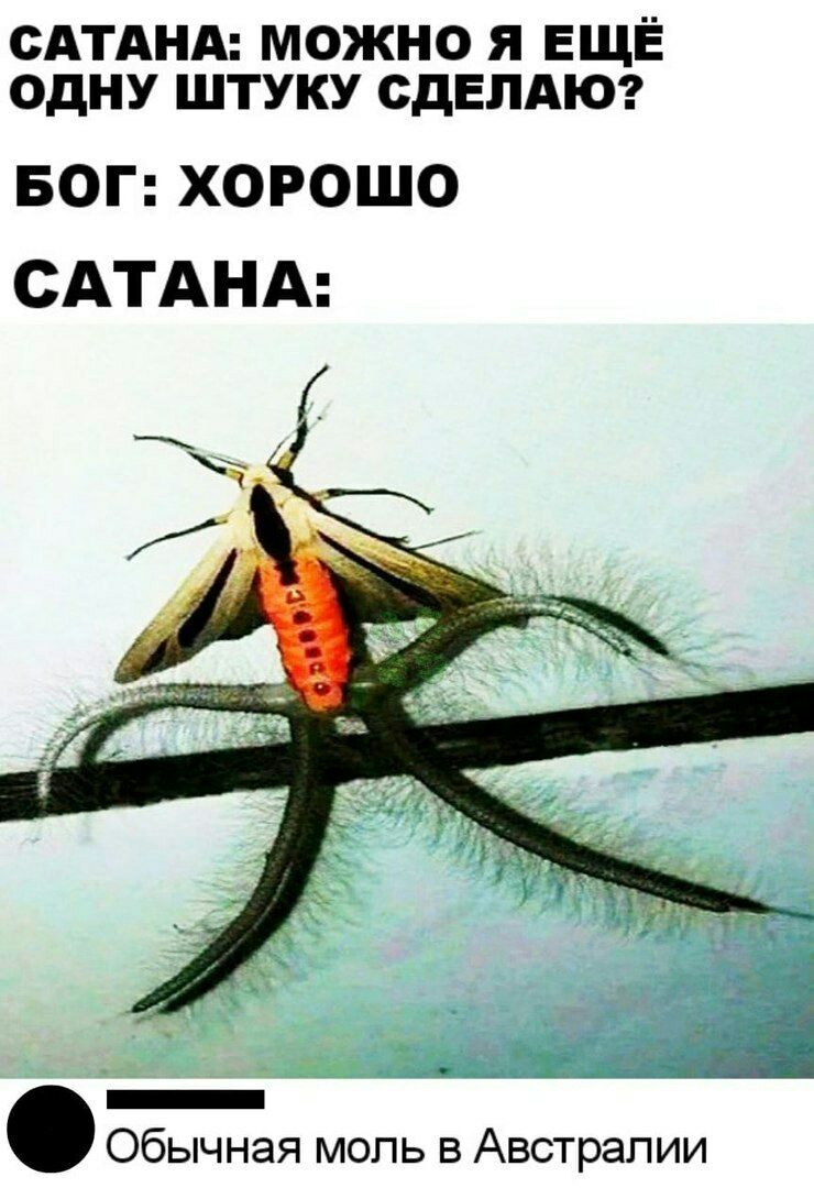 САТАНА МОЖНО Я ЕЩЁ ОДНУ ШТУКУ СДЕЛАЮ БОГ ХОРОШО САТАНА _ Обычная моль в Австралии
