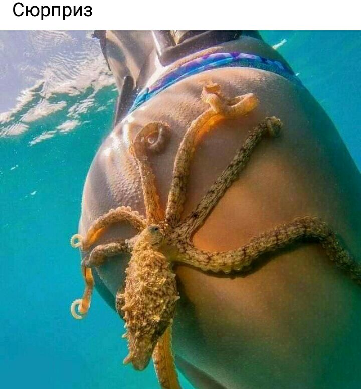 Сюрприз