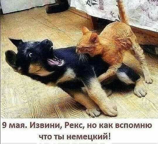 9 мая Извини Рекс но как вспомню что ты немецкий