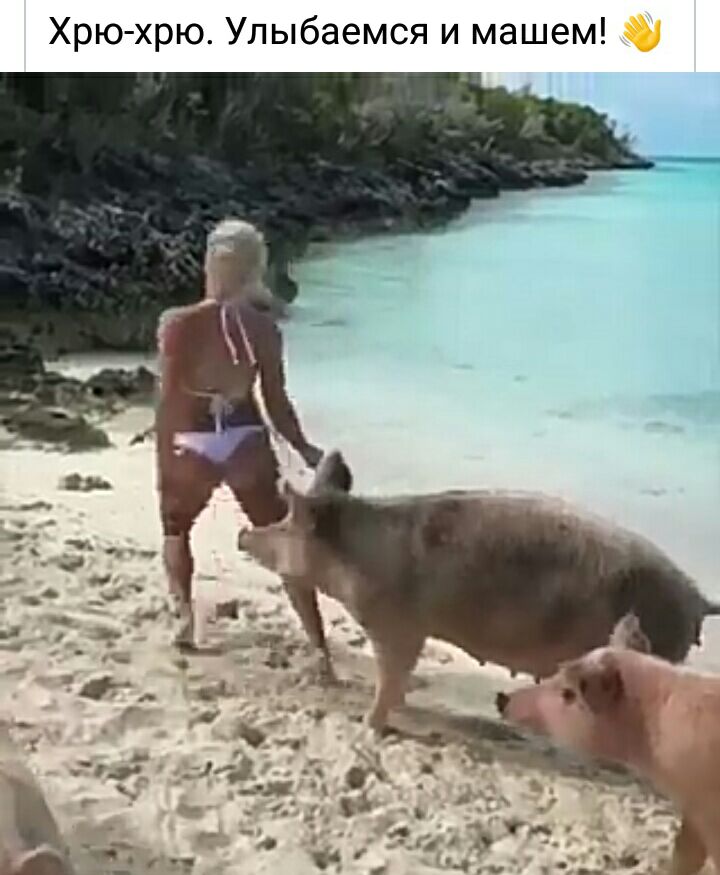 Хрю хрю Улыбаемся и машем