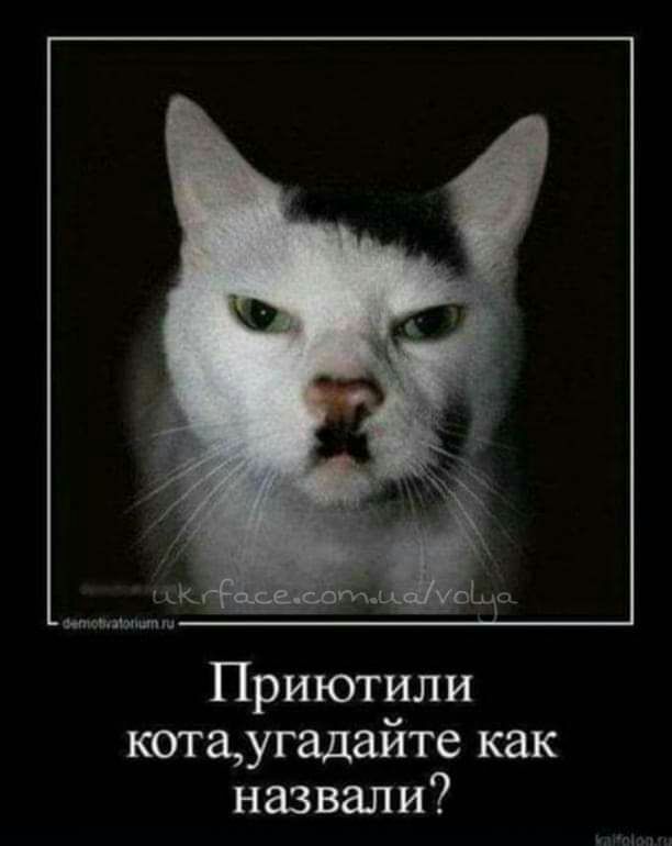 Приютили котаугадайте как назвали