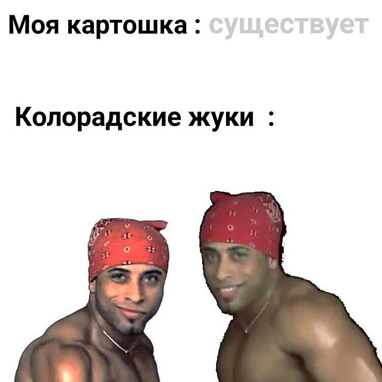 Моя картошка Колорадские жуки