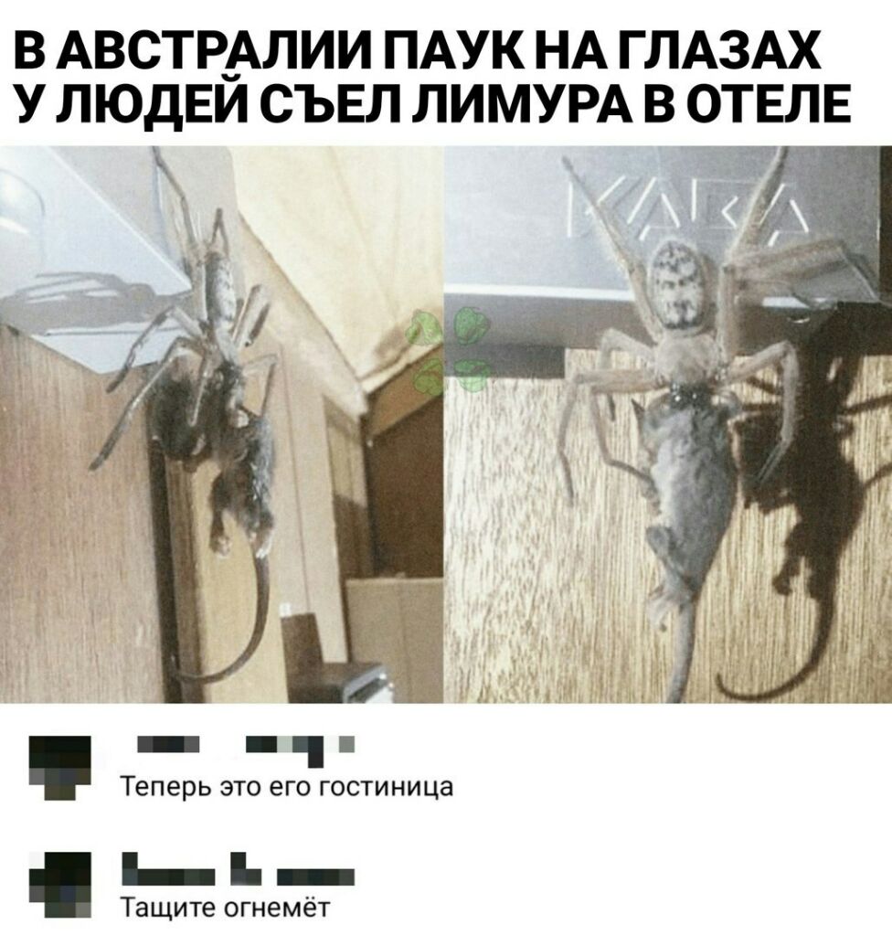В АВСТР_АЛИИ ПАУК НА ГЛАЗАХ У ЛЮДЕИ СЪЕЛ ЛИМУРА В ОТЕЛЕ _ _ 1 Теперь ЭТО ВГО ГОСТИНИЦЭ ьь Тащите огнемёт
