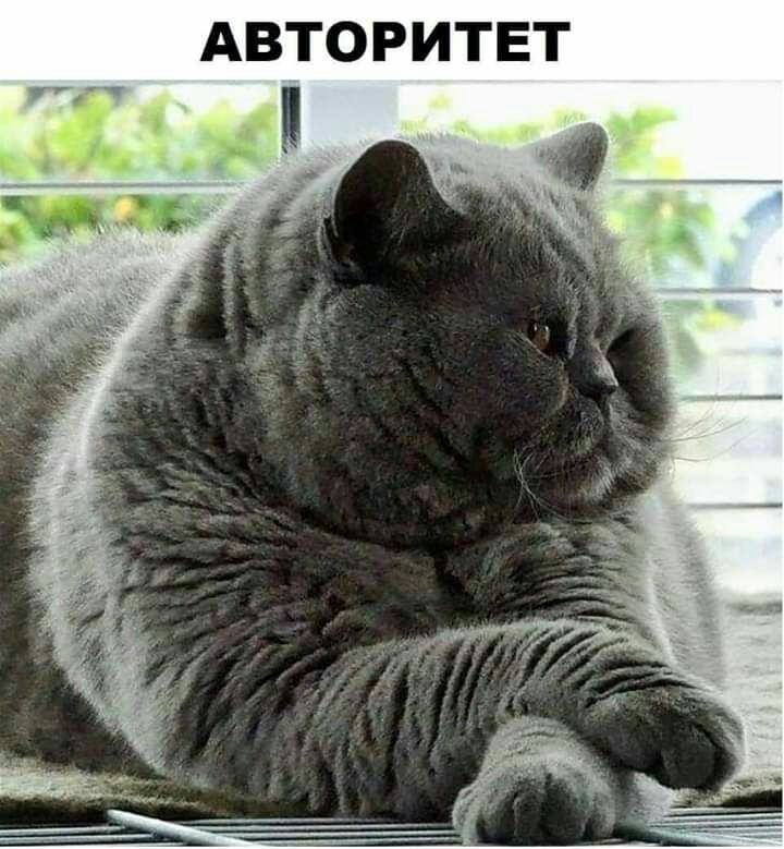 АВТОРИТЕТ