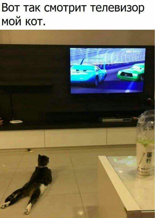 Вот так смотрит телевизор мой кот