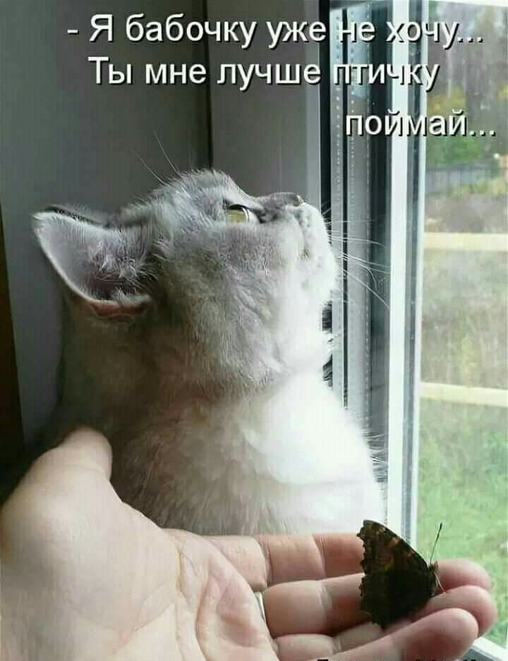 Я бабочку уже Ты мне лучшё