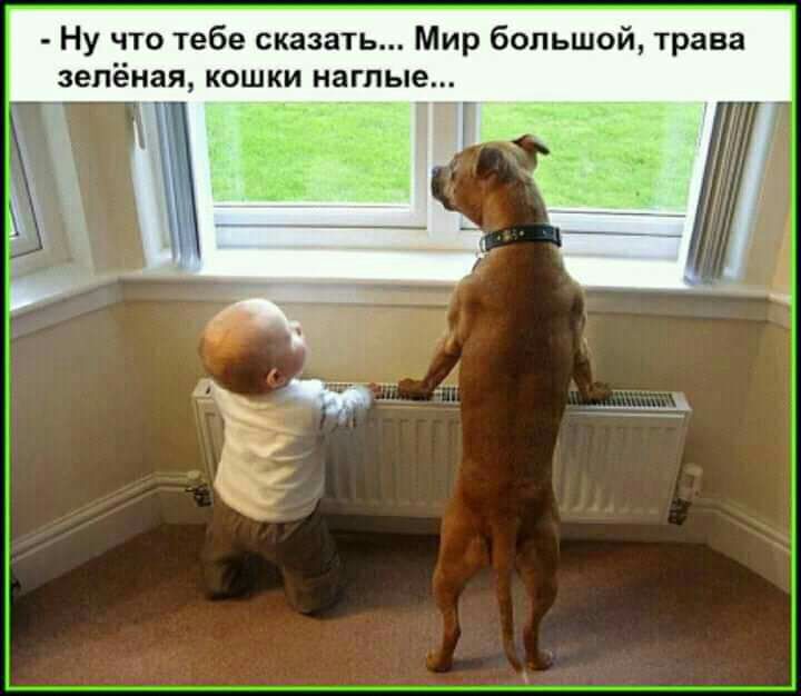 Ну что тебе сказать Мир большой трава зелёная кошки наглые