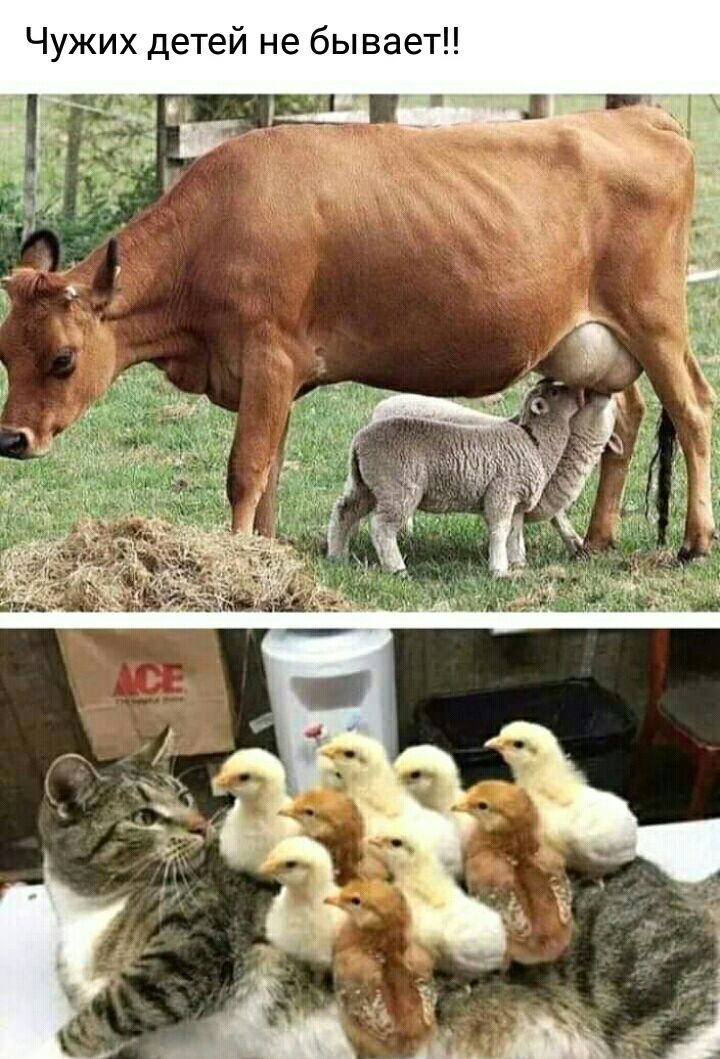 Чі е а ш Ь б е Н И Р Т е д Х И ж у Ч