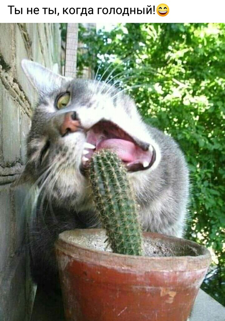 Ты не ты когда голодный9
