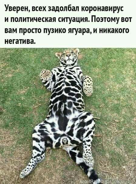 Уверен всех задолбал коронавирус и политическая ситуация Поэтому вот вам просто пузико ягуара и никакого негатива