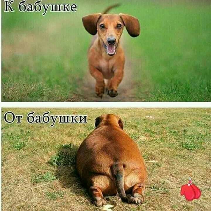 бабушке 501 бабушКИ