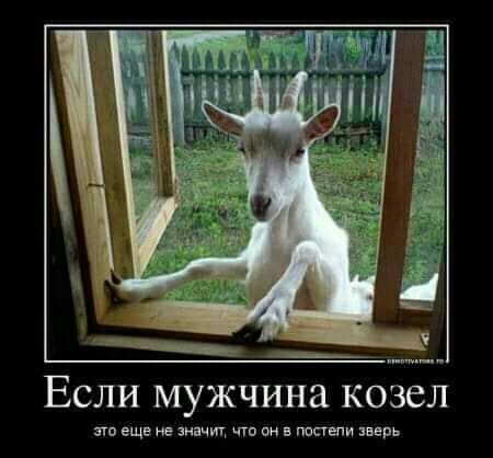 Если мужчина козел т еще не значит что он в тиши авар
