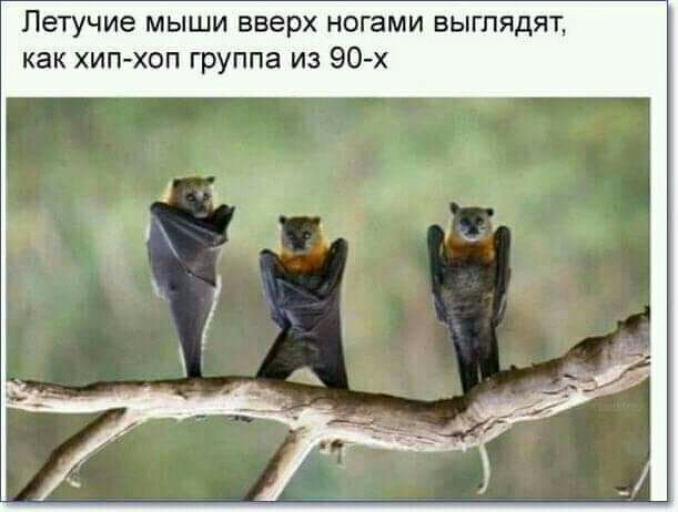 Летучие мыши вверх ногами выглядят как хип хоп группа из 90 х