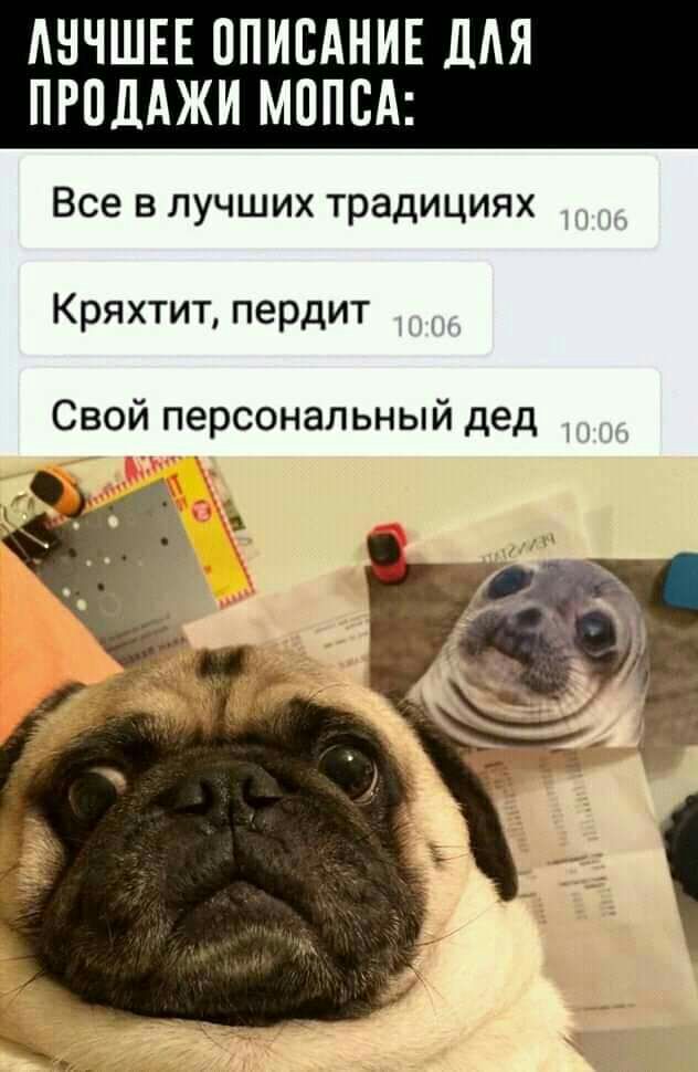 АНЧШЕЕ ППИЕАНИЕ дАЯ ПРОДАЖИ МППВА Все влучших традициях Кряхтит пердит Свой персональный дед