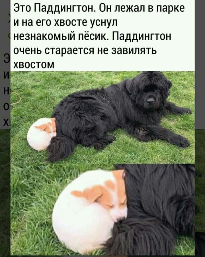 Это Паддингтон Он лежал в парке и на его хвосте уснул незнакомый пёсик Паддингтон очень старается не завилять хвостом