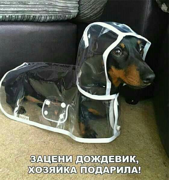 ци